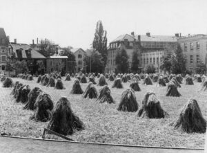 Rämistrasse 1942. Sportwiese während 'Anbauschlacht'. Foto: Gallas Wilhelm. Nachweis: Baugeschichtliches Archiv (BAZ_107103.tiff). Lizenz: Public Domain Mark